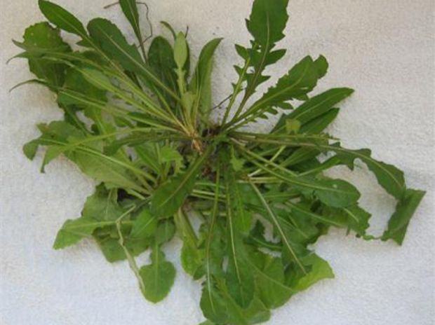 Καλόγνωμες ειδοί του Μαρτίου