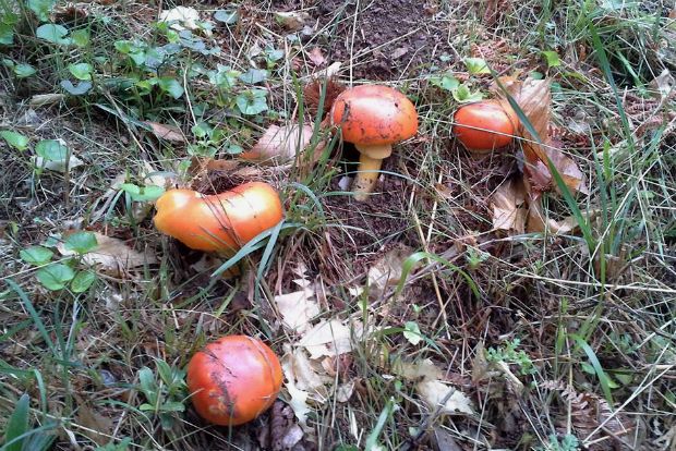 Καλώς τα νερατζάκια!