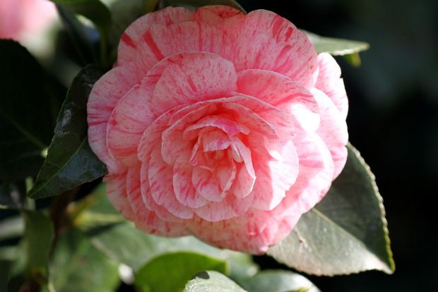 Καμέλια, η χειμωνιάτικη έκπληξη