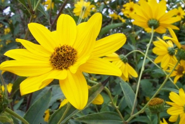 Κανκιόφολες οι κερκυραϊκές