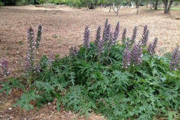 Άκανθος: το πιο ελληνικό φυτό