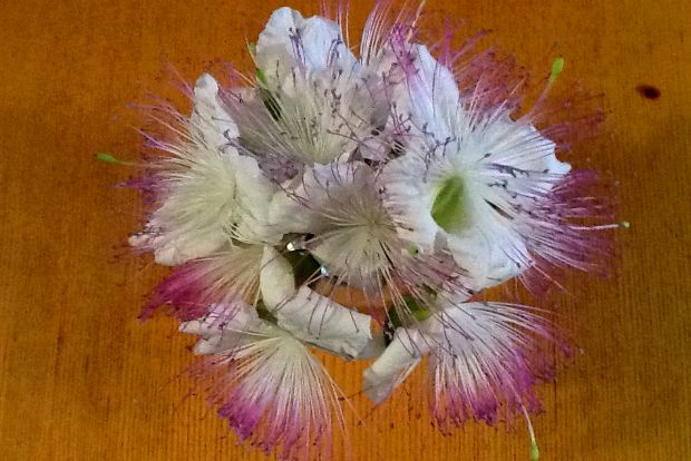 Κάπαρη: σε όλα συγκλονιστική