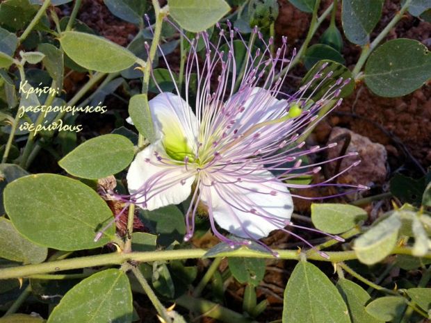 Κάπαρη τουρσί με επαγγελματικό τρόπο