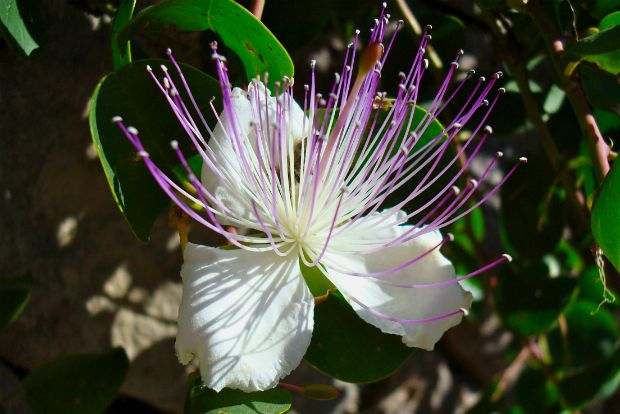 Καπαρόπαστα: κάτι σαν «πέστο», με κάπαρη και αμύγδαλα
