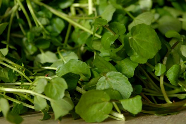 Κάρδαμο, καρδάμωμο και κακουλές