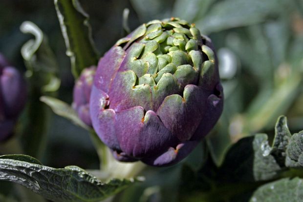 Καρδιά αγκινάρα