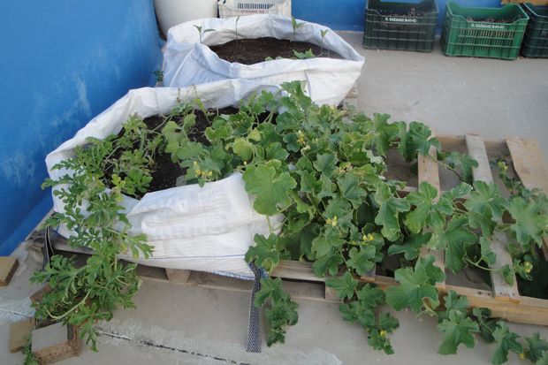 Καρπουζιά και πεπονιά: μακριά κι αγαπημένες