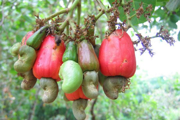Κάσιους με Κουρκουμά, Εστραγκόν και Σπόρους Chia