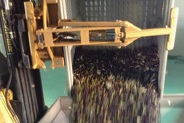 Κάθε ελιά μετράει