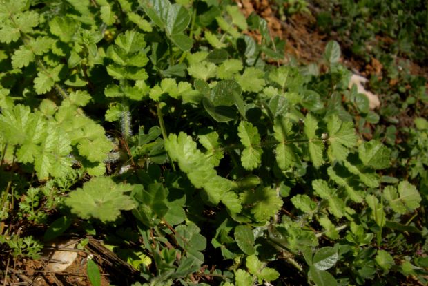 Καυκαλήθρα, μόνη, ψάχνει για τυρί