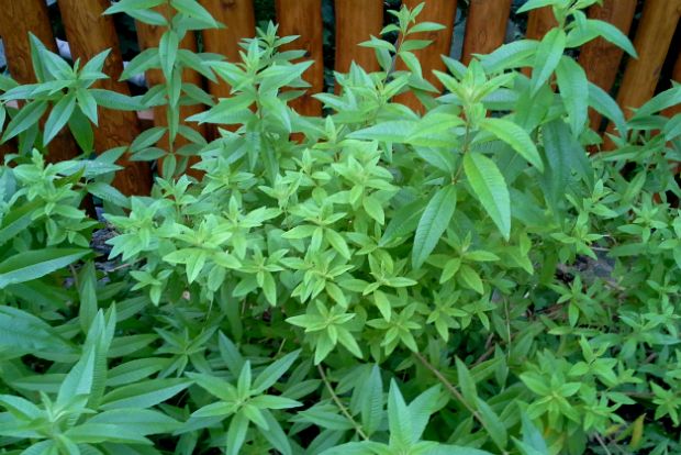 Κέικ αρωματισμένο με λουίζα