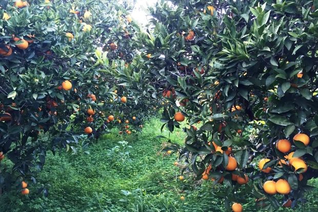 Κέικ πορτοκάλι, της ευκολίας