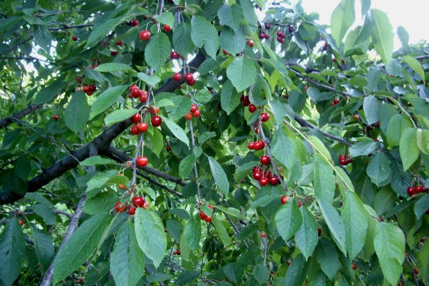 Κεράσια: μη πετάξεις τίποτα!