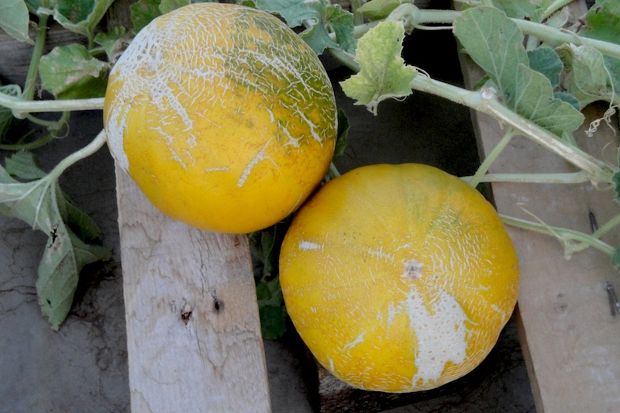 Κι όμως, φάγαμε καρπούζι ταράτσας