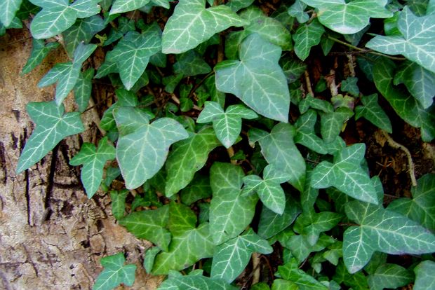 Κισσός, ο βολικός