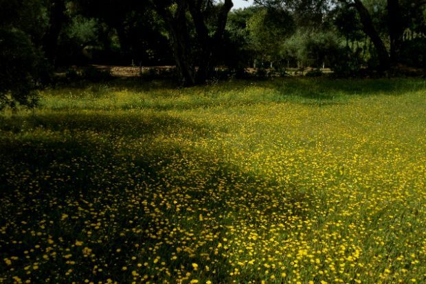 Κίτρινο: το τελευταίο χρώμα