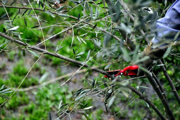 Κλαδεύοντας με τον Gucci