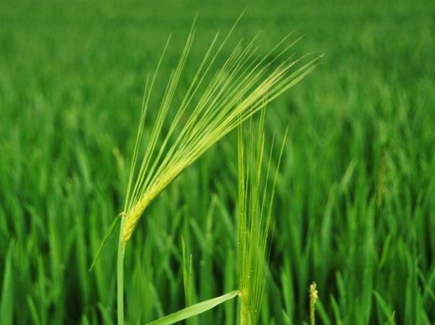 Κοινή Αγροτική Πολιτική: τα υπέρ