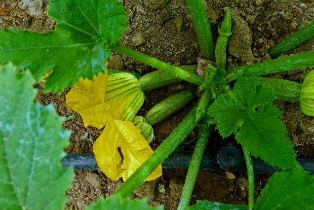 Κολοκυθανθοί: τα πιο νόστιμα λουλούδια