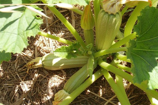 Κολοκύθια και κολοκυθάκια για κάθε γούστο