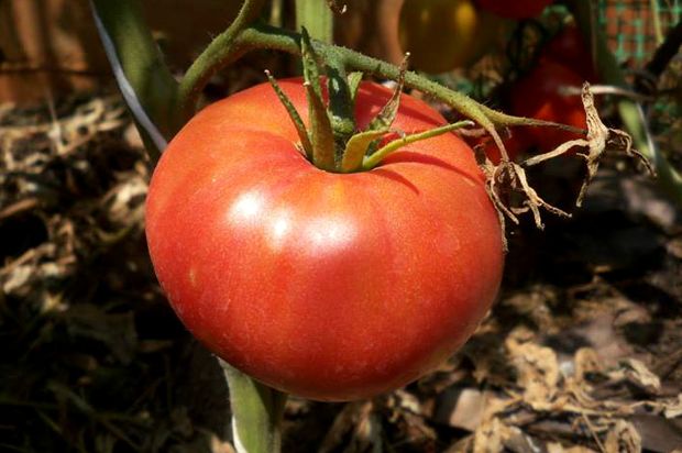 Κοπιάστε για βόλτα στο μποστάνι μου