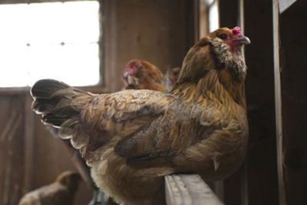 Κοτοπουλάκια στο χωριό