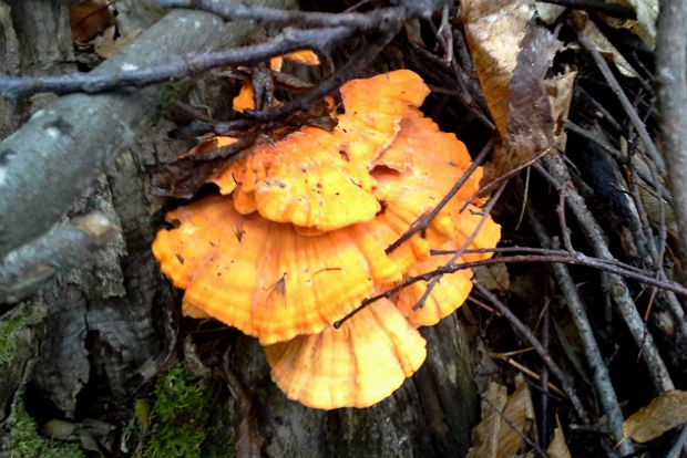 Κοτοπουλάκια του δάσους