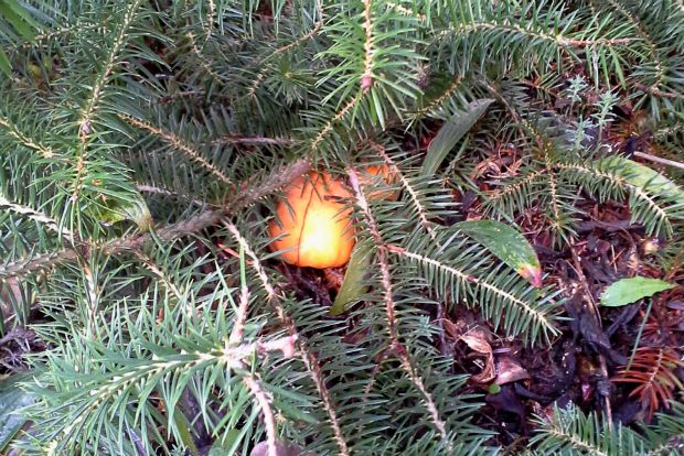 Κουμαρίτης: ο σολομός του δάσους