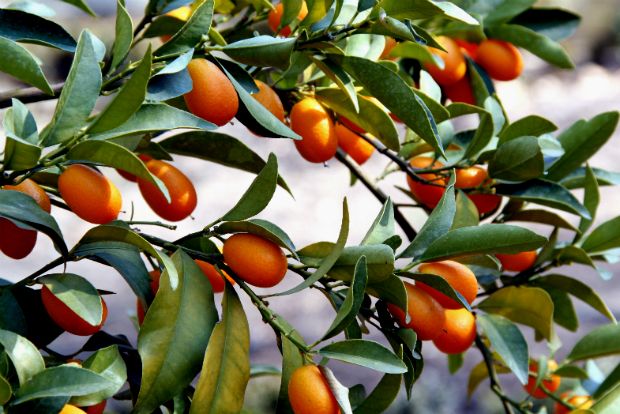 Κουμκουάτ: και στο φαγητό