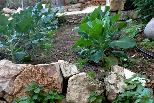 Κουνουπίδι με τρία τυριά