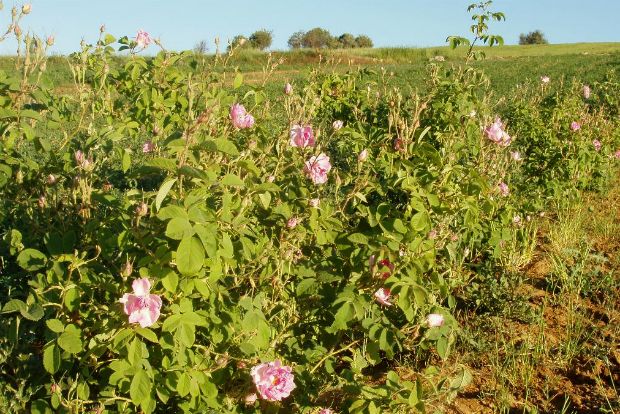 Κοζάνη: η κοιλάδα με τους ροδώνες