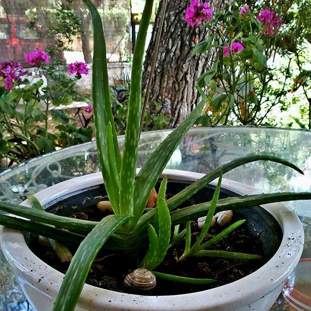 Όλα για την αλόη