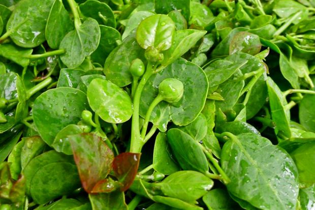 Όλα για την κάπαρη