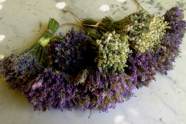 Όλα για τις λεβάντες, αρωματικές και μη