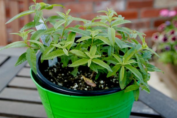 Λεμονάτα φυτά: δροσερά, ευωδιαστά, πολύτιμα