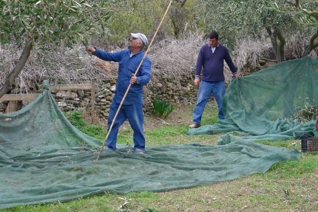 Λίγο αλλά καλό, το φετινό μας λάδι