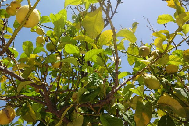 Λιμοντσέλο αλά ελληνικά