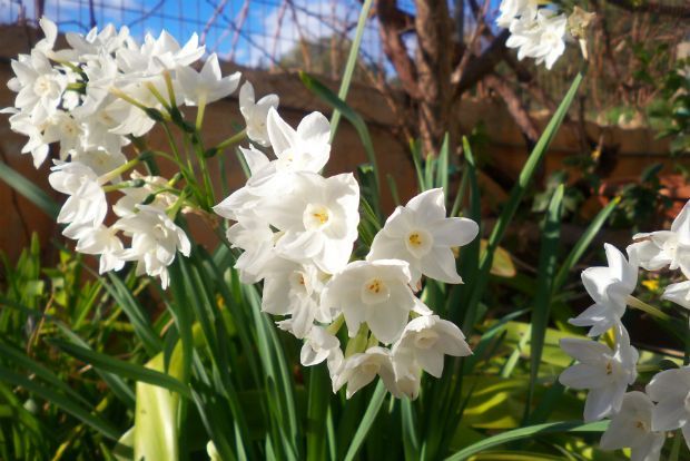 Ήλιος και βροχή: τα “ανυπόμονα” λουλούδια