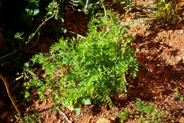 Λήξη του χειμώνα: τι συμβαίνει στο μποστάνι;