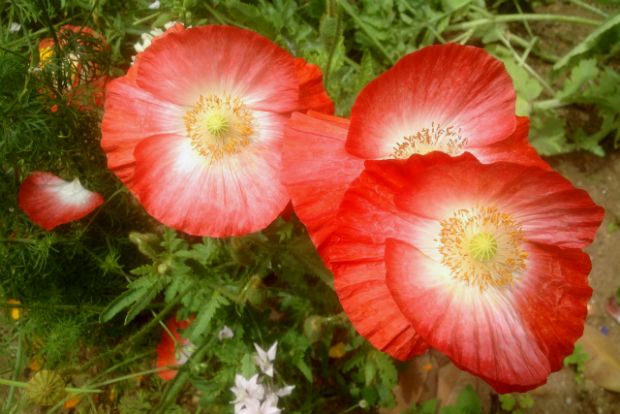 Λουλούδια αυτόματα, λουλούδια δραπέτες