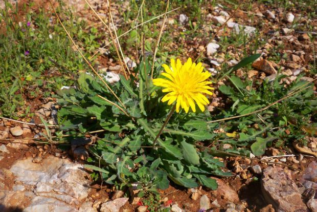 Λουλούδια του χειμώνα: στο βάζο ή το πιάτο;