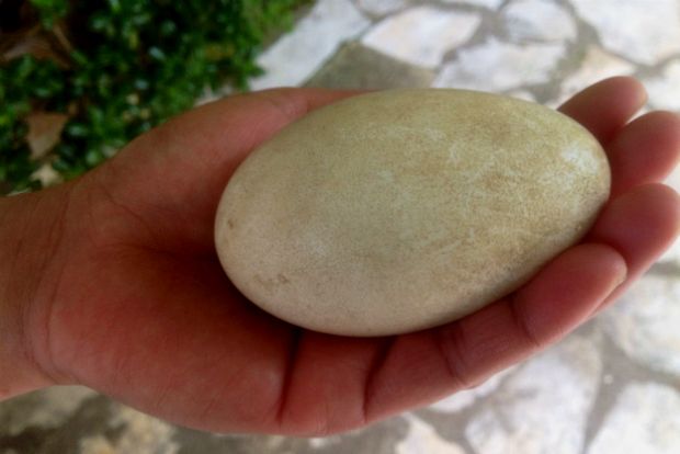 Μα υπάρχουν χρυσά αυγά;