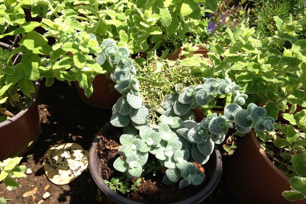 Μάγισσες φέρτε βότανα