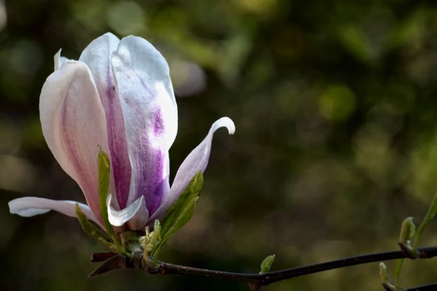 Μανόλια, ωραία και αρχαία
