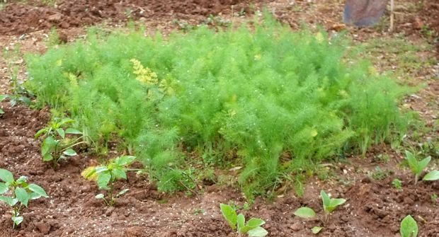 Μαραθοκεφτέδες για μεγάλες προσδοκίες