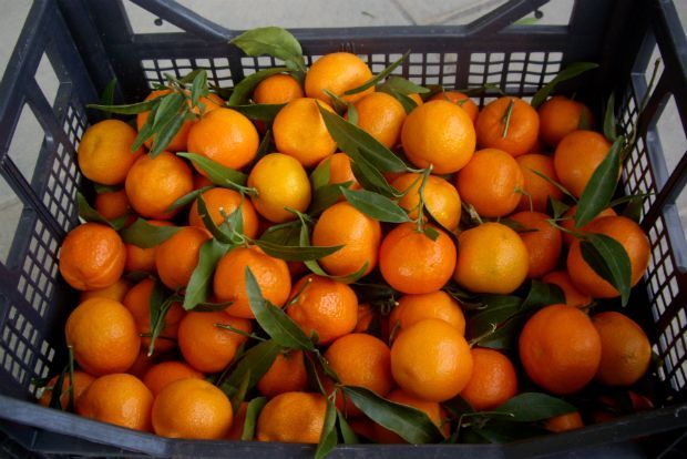 Μαρμελάδα για τον φόβο των Χριστουγέννων