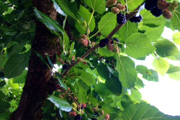 Μαρμελάδα μαύρο μούρο