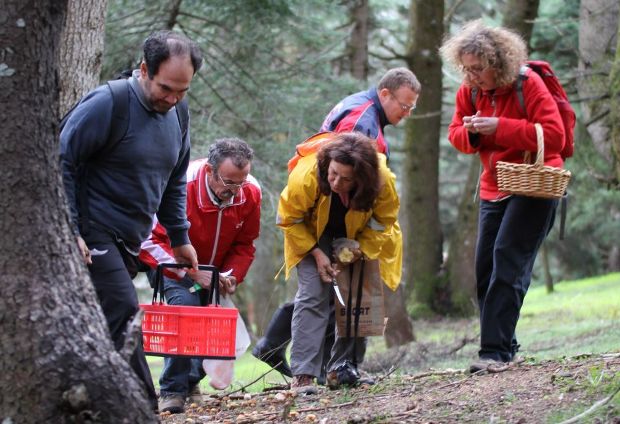 Μάθε μου τα μανιτάρια