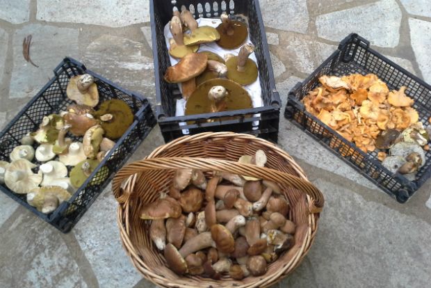 Μαζεύω μανιτάρια με ασφάλεια