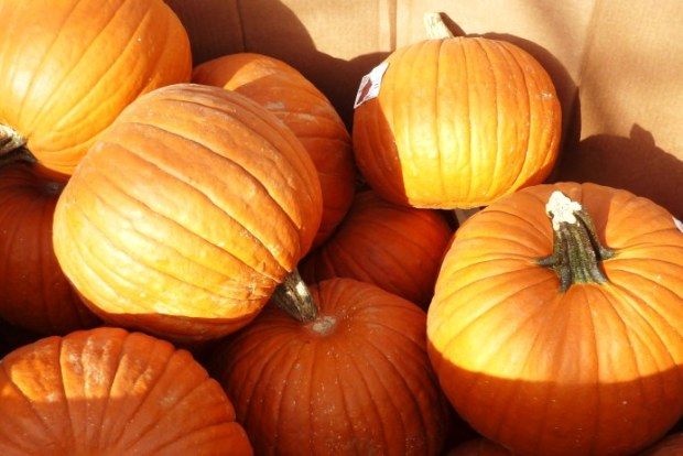 Με κολοκύθα και μπέικον – και σούπα και ριζότο